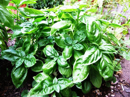 200 Mozzarella Basil (Ocimum Basilicum) Seeds