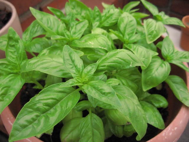 200 Mozzarella Basil (Ocimum Basilicum) Seeds