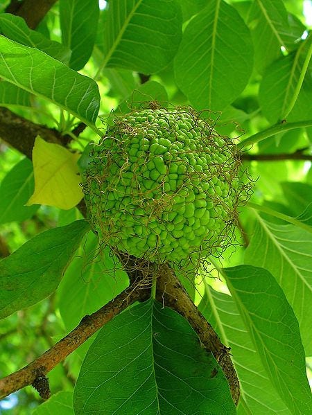 10 HEDGE APPLE Osage Orange Horse Apple Monkey Ball Maclura Pomifera Tree Seeds