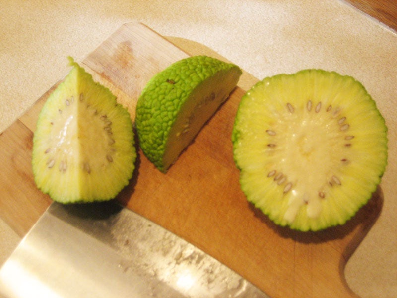 10 HEDGE APPLE Osage Orange Horse Apple Monkey Ball Maclura Pomifera Tree Seeds