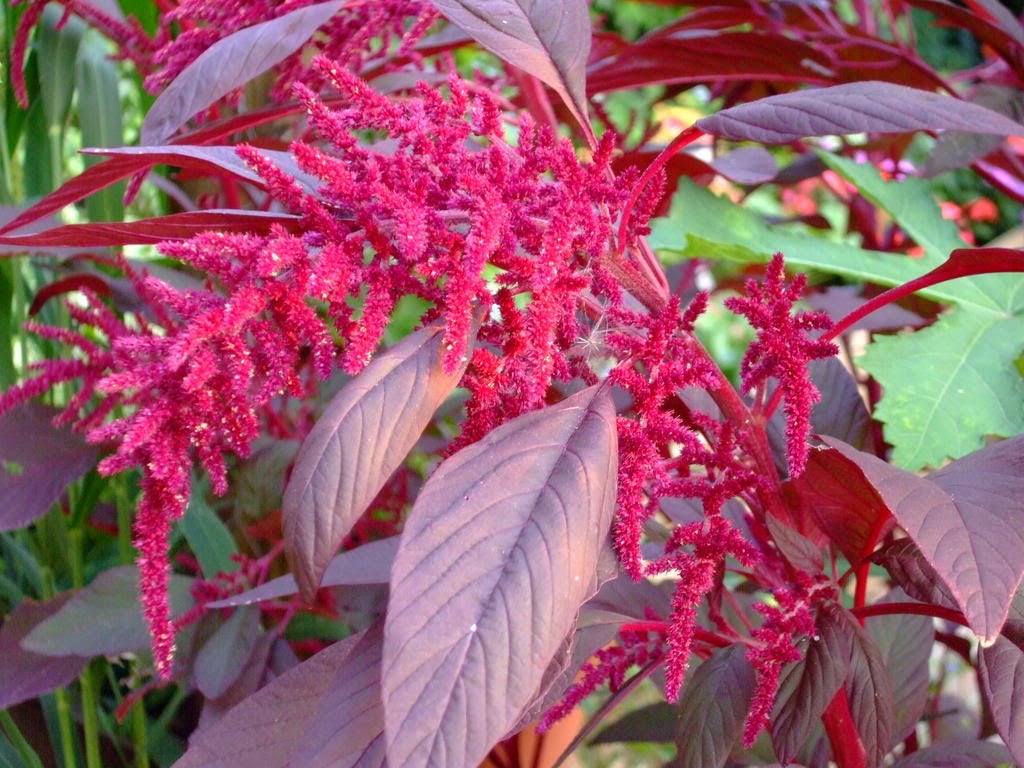 250 BURGUNDY AMARANTHUS Hypochondriacus Amaranth Grain Vegetable Flower Seeds