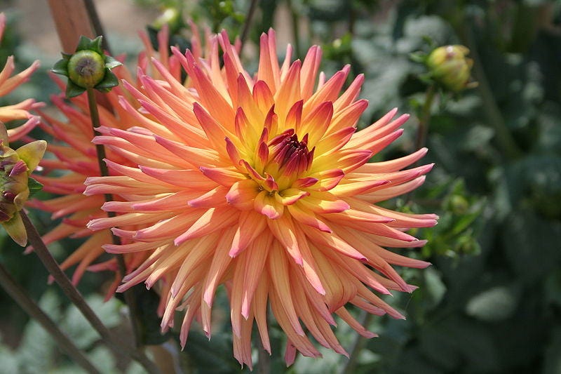 25 Cactus Double Dahlia (Dahlia Variabilis) Seeds