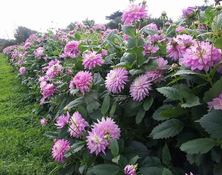 25 Cactus Double Dahlia (Dahlia Variabilis) Seeds