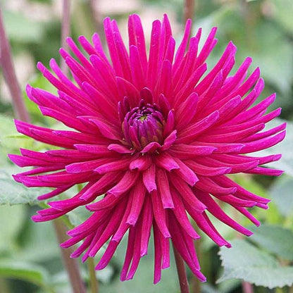 25 Cactus Double Dahlia (Dahlia Variabilis) Seeds