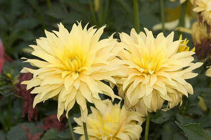 25 Cactus Double Dahlia (Dahlia Variabilis) Seeds