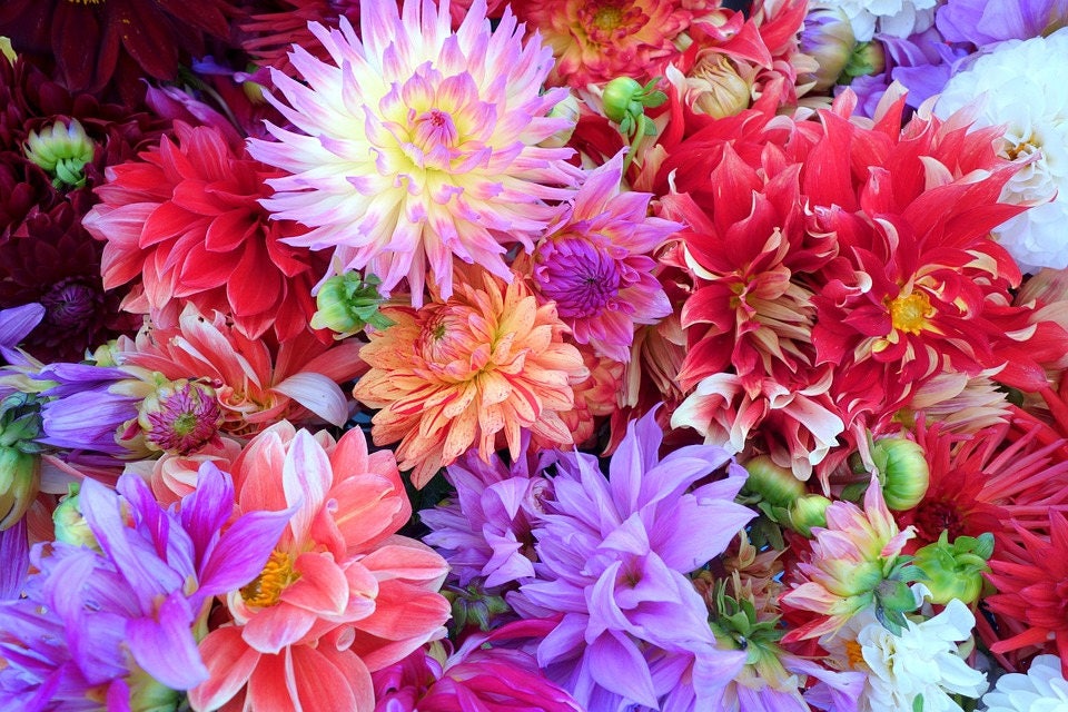 Dwarf Redskin Dahlia Mix (Dahlia variabilis) Seeds – 20 ct