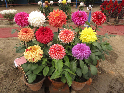 Dwarf Redskin Dahlia Mix (Dahlia variabilis) Seeds – 20 ct