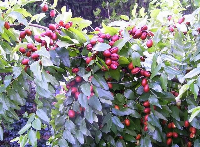 20 Chinese Red Date Tree (Jujube, Ziziphus Jujuba) Seeds