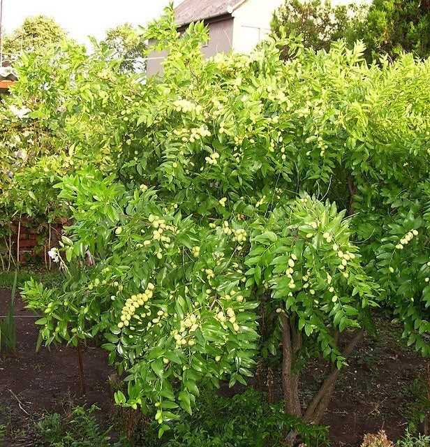 20 Chinese Red Date Tree (Jujube, Ziziphus Jujuba) Seeds
