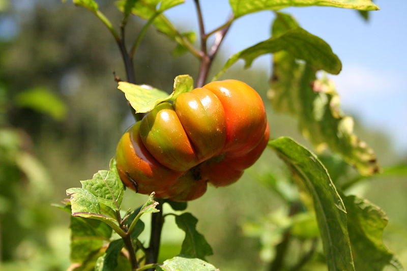 25 Turkish Orange Eggplant (Solanum Aethiopicum) Seeds