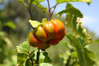25 Turkish Orange Eggplant (Solanum Aethiopicum) Seeds