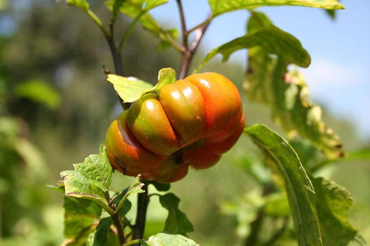 25 Turkish Orange Eggplant (Solanum Aethiopicum) Seeds