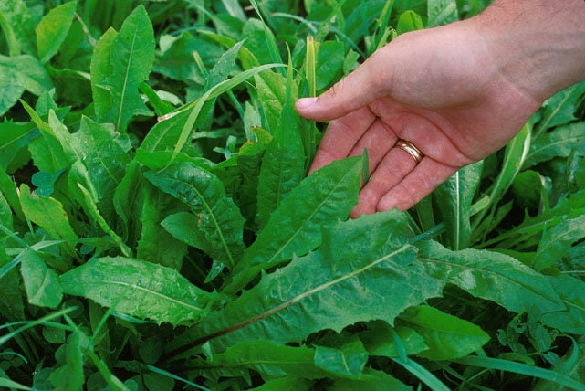 800 Emerald Catalogna Endive (Cichorium Endivia) Seeds