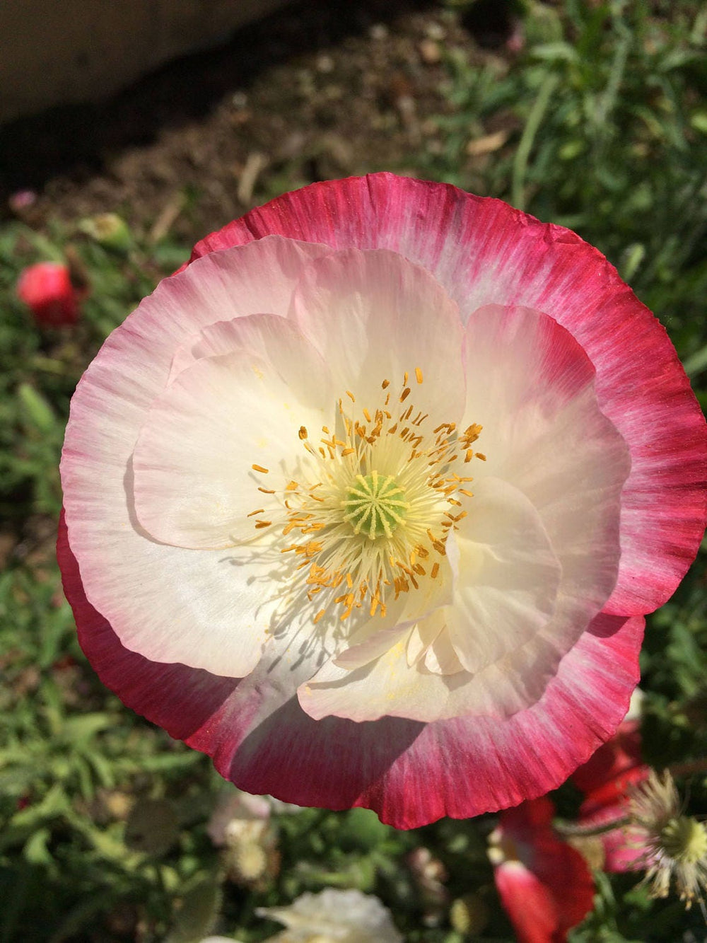 Pink & White Poppy (Papaver somniferum) Seeds – 1,000 ct