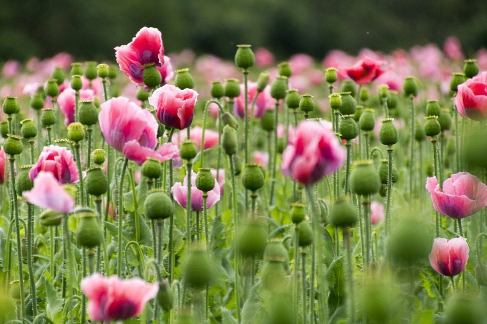 Pink & White Poppy (Papaver somniferum) Seeds – 1,000 ct