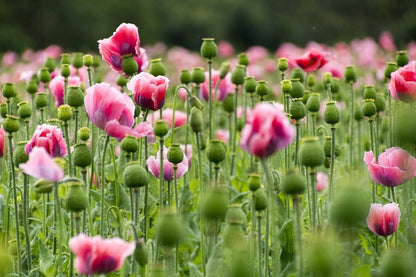Pink & White Poppy (Papaver somniferum) Seeds – 1,000 ct