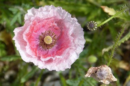 Pink & White Poppy (Papaver somniferum) Seeds – 1,000 ct