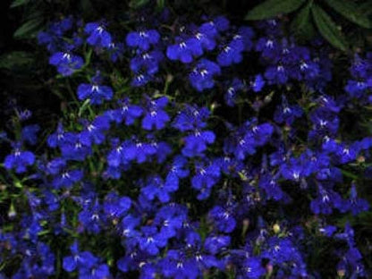 200 Electric Blue & White Half Moon Lobelia (Lobelia Erinus) Seeds