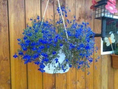 200 Electric Blue & White Half Moon Lobelia (Lobelia Erinus) Seeds