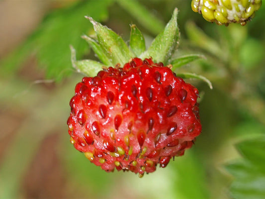 Baron Solemacher Alpine Strawberry (Fragaria vesca) Seeds – 100 ct