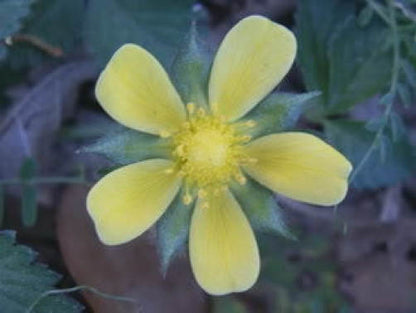 50 Red Indian Tutti-frutti Strawberry (Duchesnea Indica) Seed