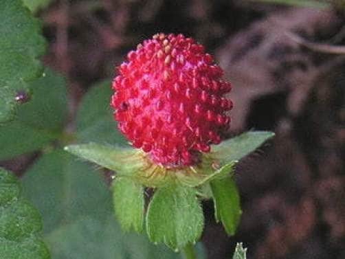 50 Red Indian Tutti-frutti Strawberry (Duchesnea Indica) Seed