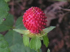 50 Red Indian Tutti-frutti Strawberry (Duchesnea Indica) Seed