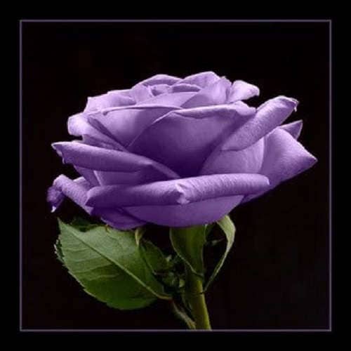Purple Floribunda Rose (Rosa floribunda) Seeds – 5 ct