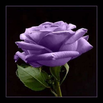 Purple Floribunda Rose (Rosa floribunda) Seeds – 5 ct