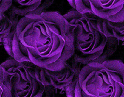 Purple Floribunda Rose (Rosa floribunda) Seeds – 5 ct