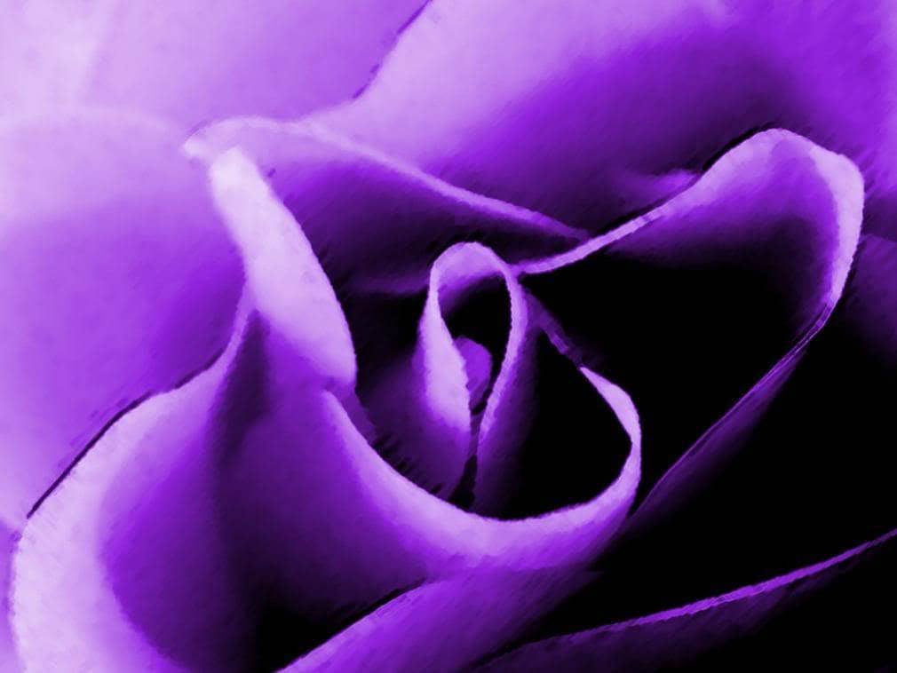 Purple Floribunda Rose (Rosa floribunda) Seeds – 5 ct