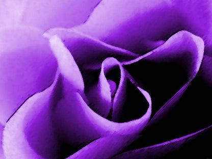 Purple Floribunda Rose (Rosa floribunda) Seeds – 5 ct