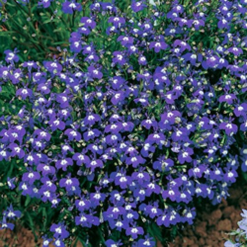 200 Mrs. Clibran Lobelia (Lobelia Erinus) Seeds