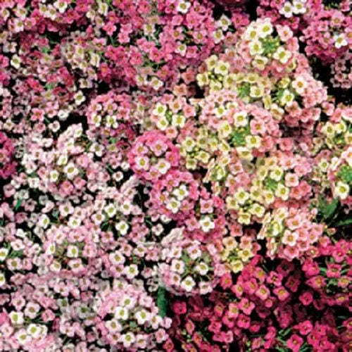 500 Sweet ALYSSUM PASTEL CARPET Mix Lobularia Maritima Flower Seeds