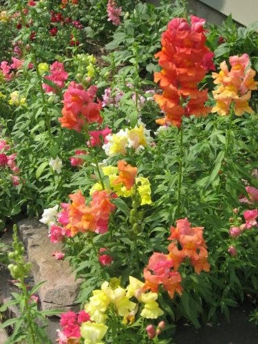 2000 Snapdragon Corona (Antirrhinum Majus) Seeds