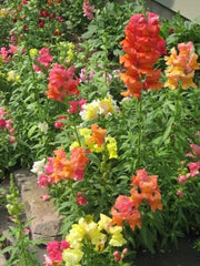 2000 Snapdragon Corona (Antirrhinum Majus) Seeds