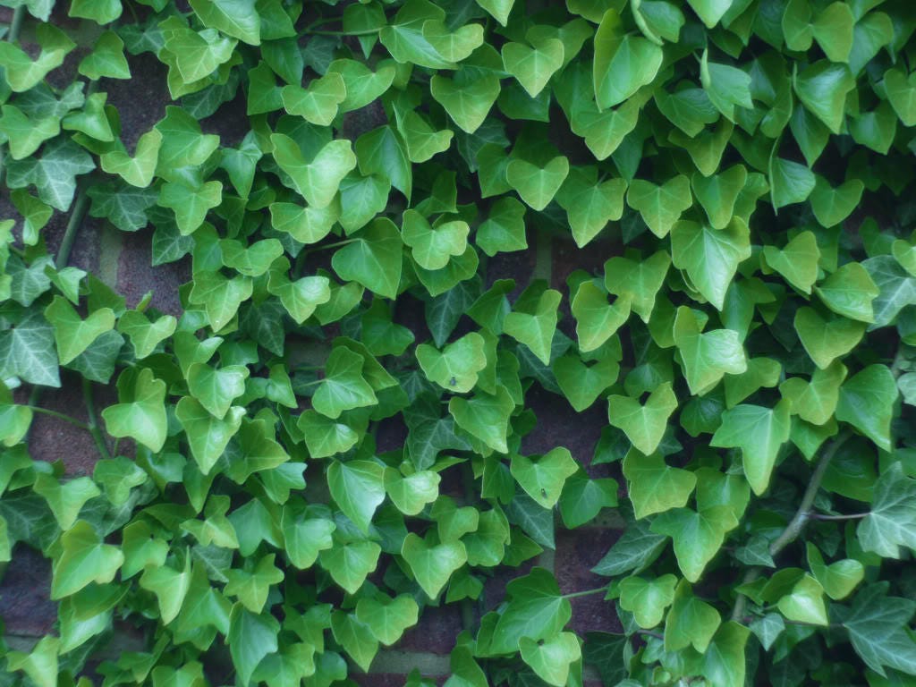 10 Bostonian Ivy (Parthenocissus Tricuspidata Veitchii) Seeds