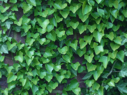 10 Bostonian Ivy (Parthenocissus Tricuspidata Veitchii) Seeds