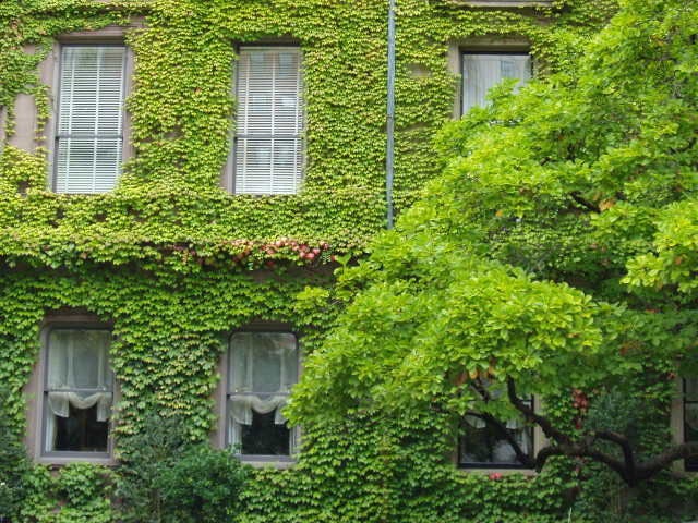10 Bostonian Ivy (Parthenocissus Tricuspidata Veitchii) Seeds