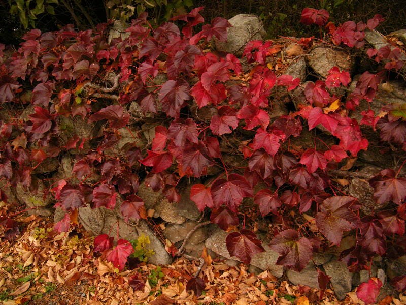 10 Bostonian Ivy (Parthenocissus Tricuspidata Veitchii) Seeds