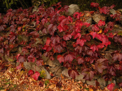 10 Bostonian Ivy (Parthenocissus Tricuspidata Veitchii) Seeds