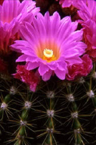 50 CACTUS MIX 'Finest Mixed' Succulent Flower Plant Seeds