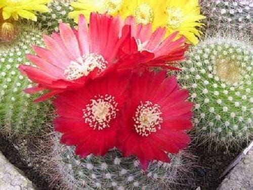 50 CACTUS MIX 'Finest Mixed' Succulent Flower Plant Seeds
