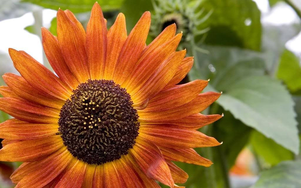 25 INDIAN BLANKET SUNFLOWER Helianthus Annuus Mixed Colors Flower Seeds