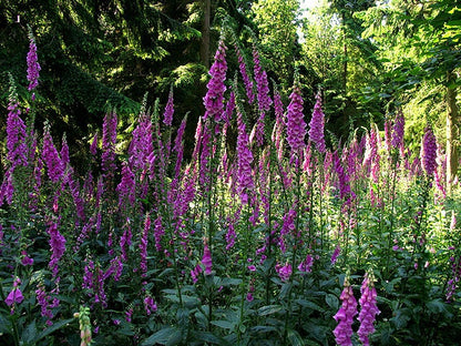 1000 FOXGLOVE EXCELSIOR MIX Digitalis Purpurea Mixed Colors Flower Seeds