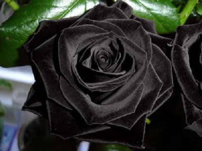 5 Black Rose (Rosa) Seeds