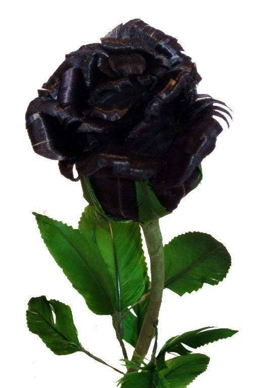 5 Black Rose (Rosa) Seeds