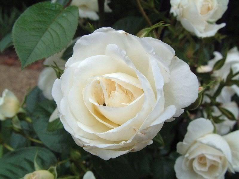 5 White Rose (Rosa) Seeds