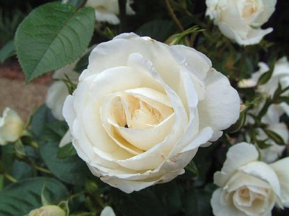 5 White Rose (Rosa) Seeds