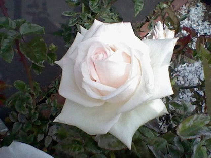 5 White Rose (Rosa) Seeds